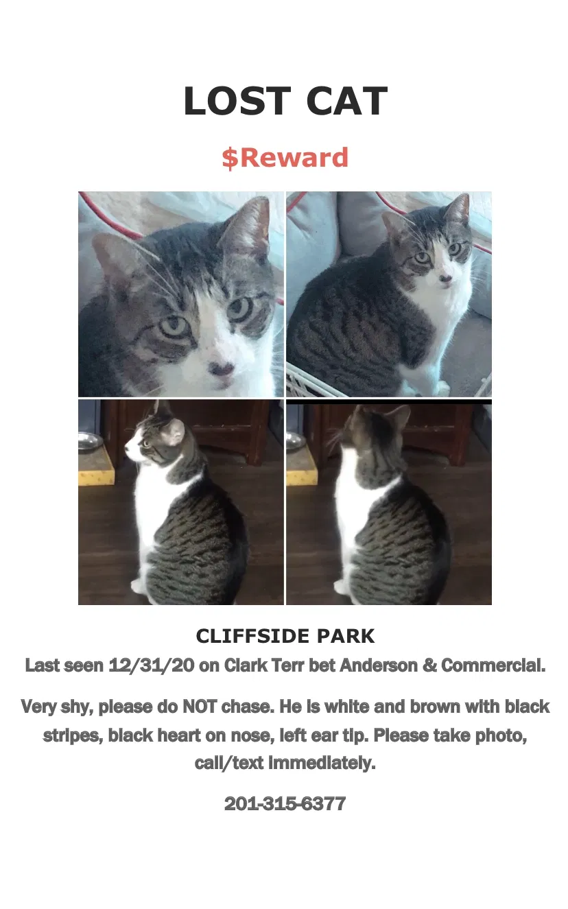Lost cat in Cliffside Park, NJ, 7010