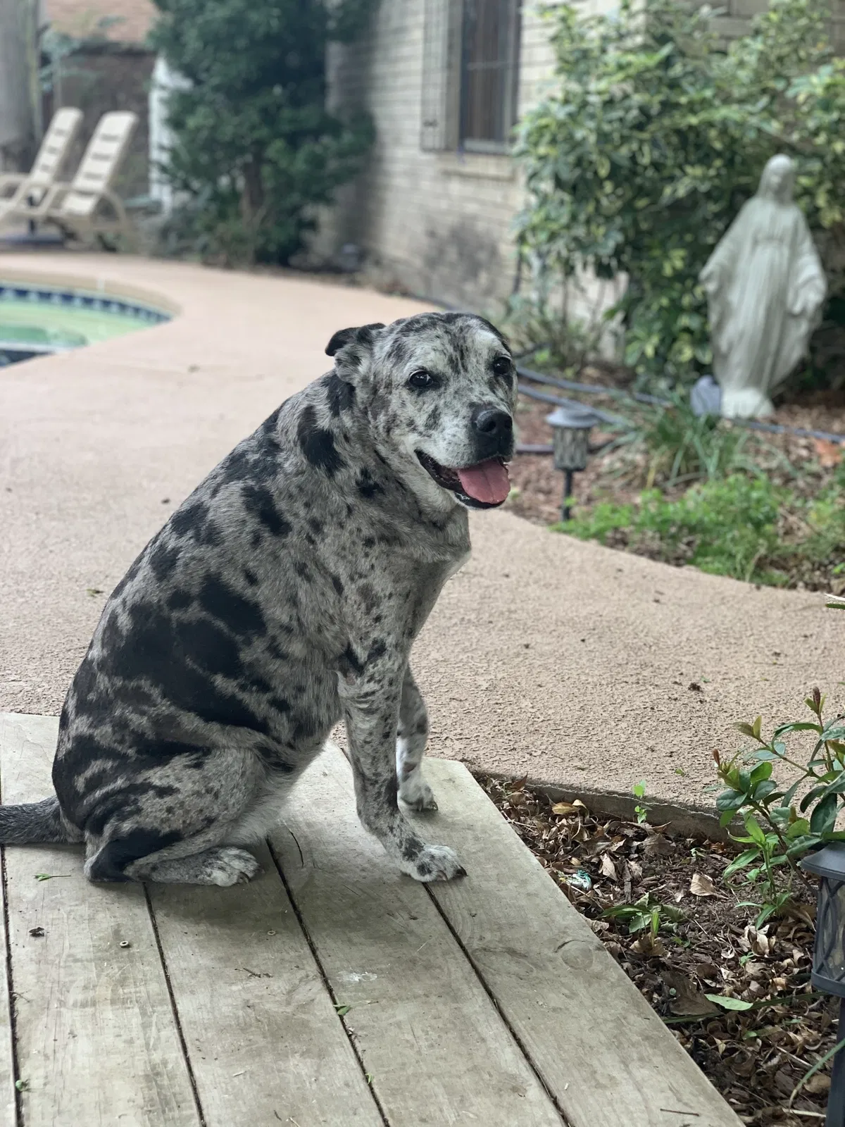 Lost dog in Brownsville, TX, 78526