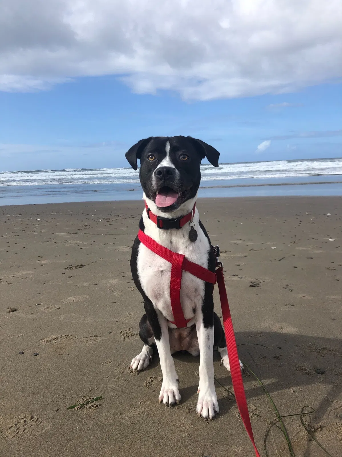 Lost dog in Salem, OR, 97304