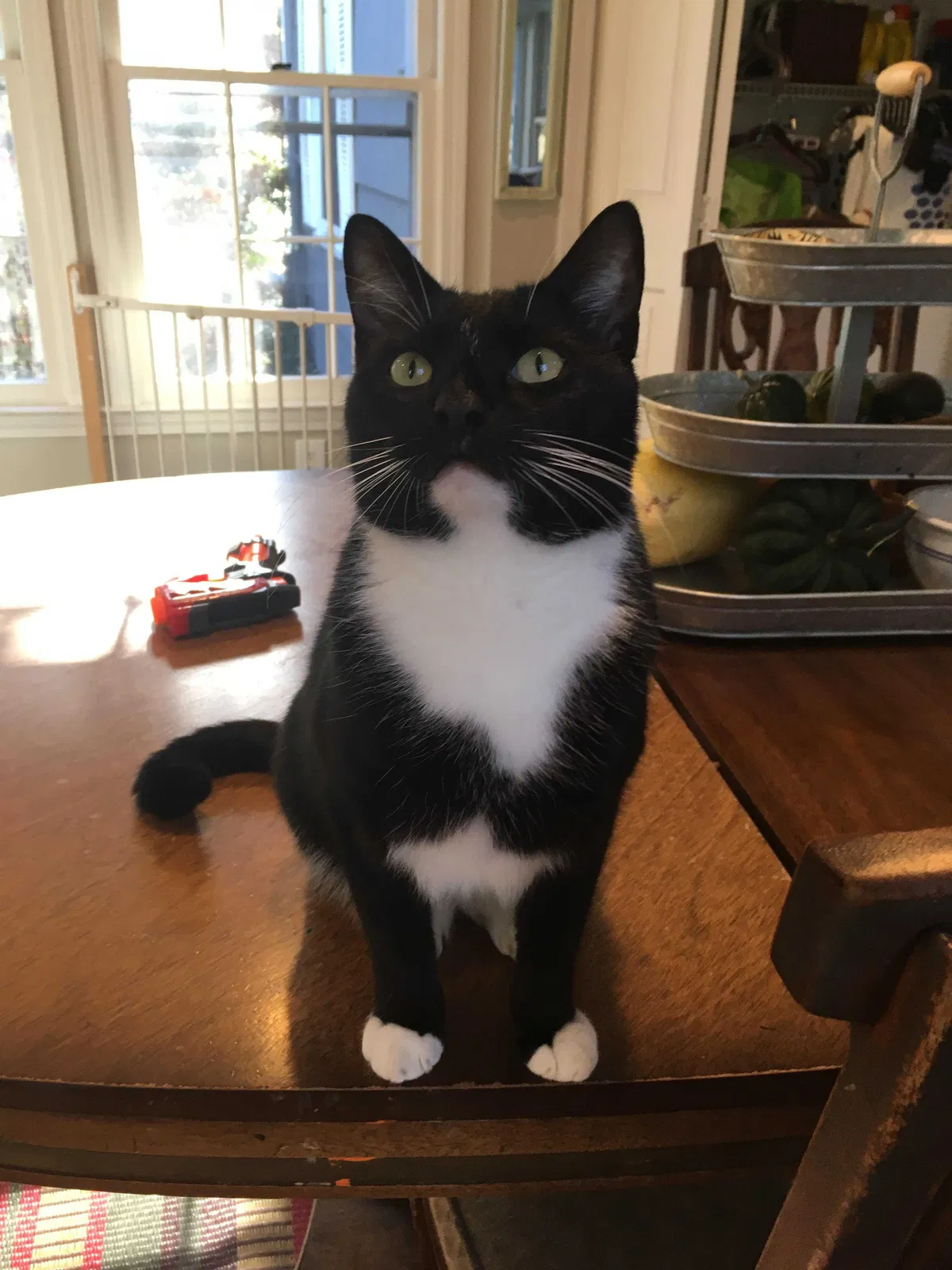 Lost cat in Southport, CT, 6890