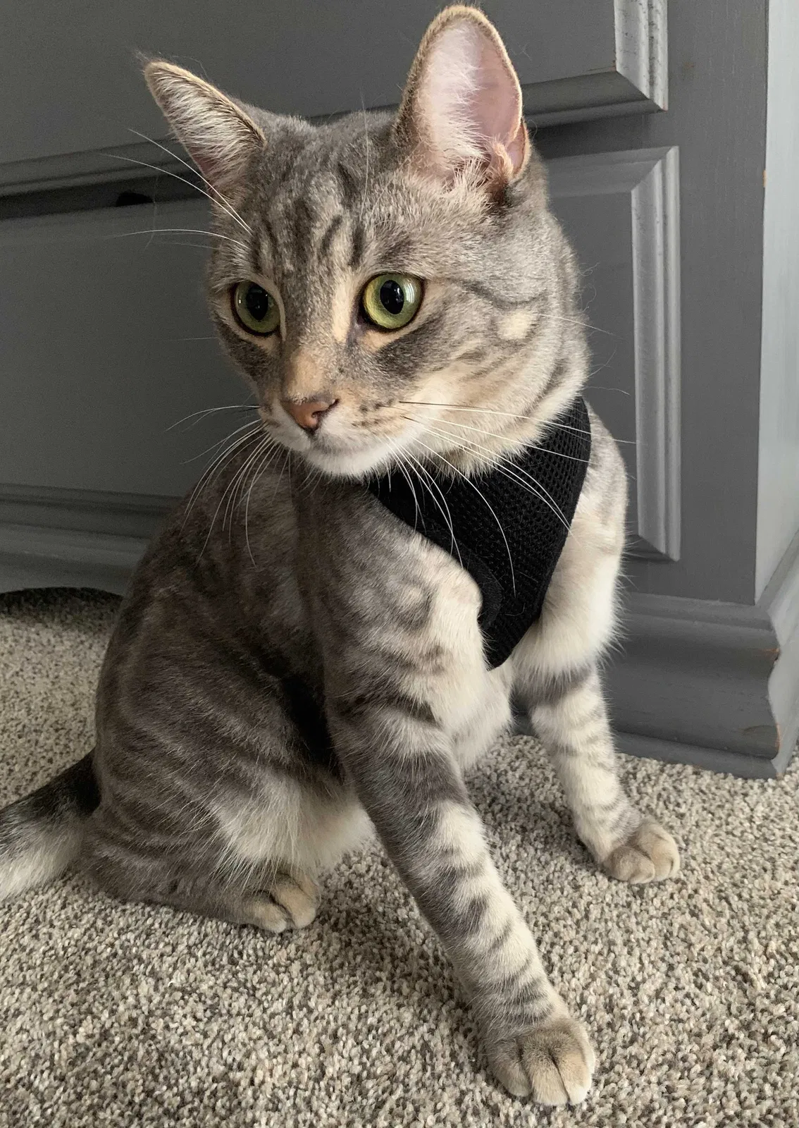 Lost cat in Irvine, CA, 92602