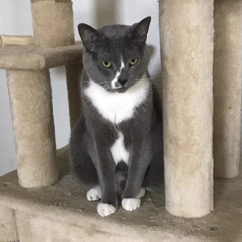 Lost cat in Orlando, FL, 32835