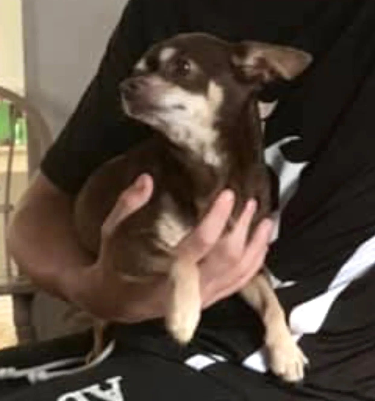 Lost dog in Plant City, FL, 33563