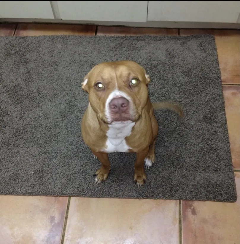 Lost dog in Opa Locka, FL, 33054