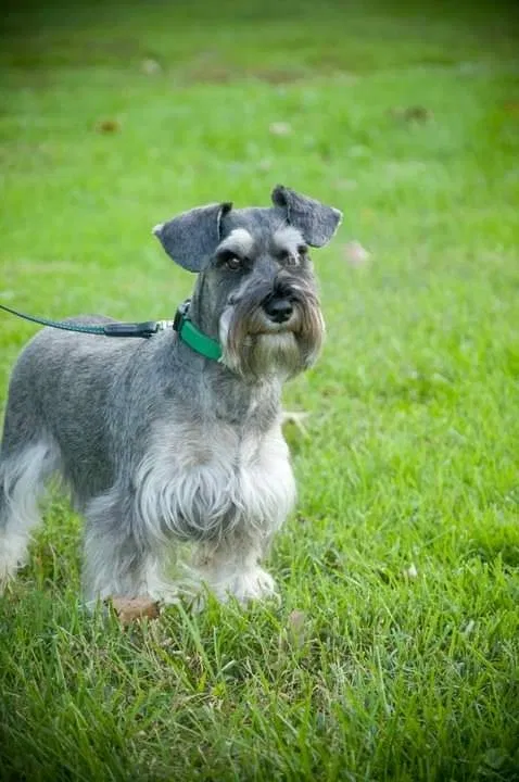 Lost dog in Georgetown, IN, 47122