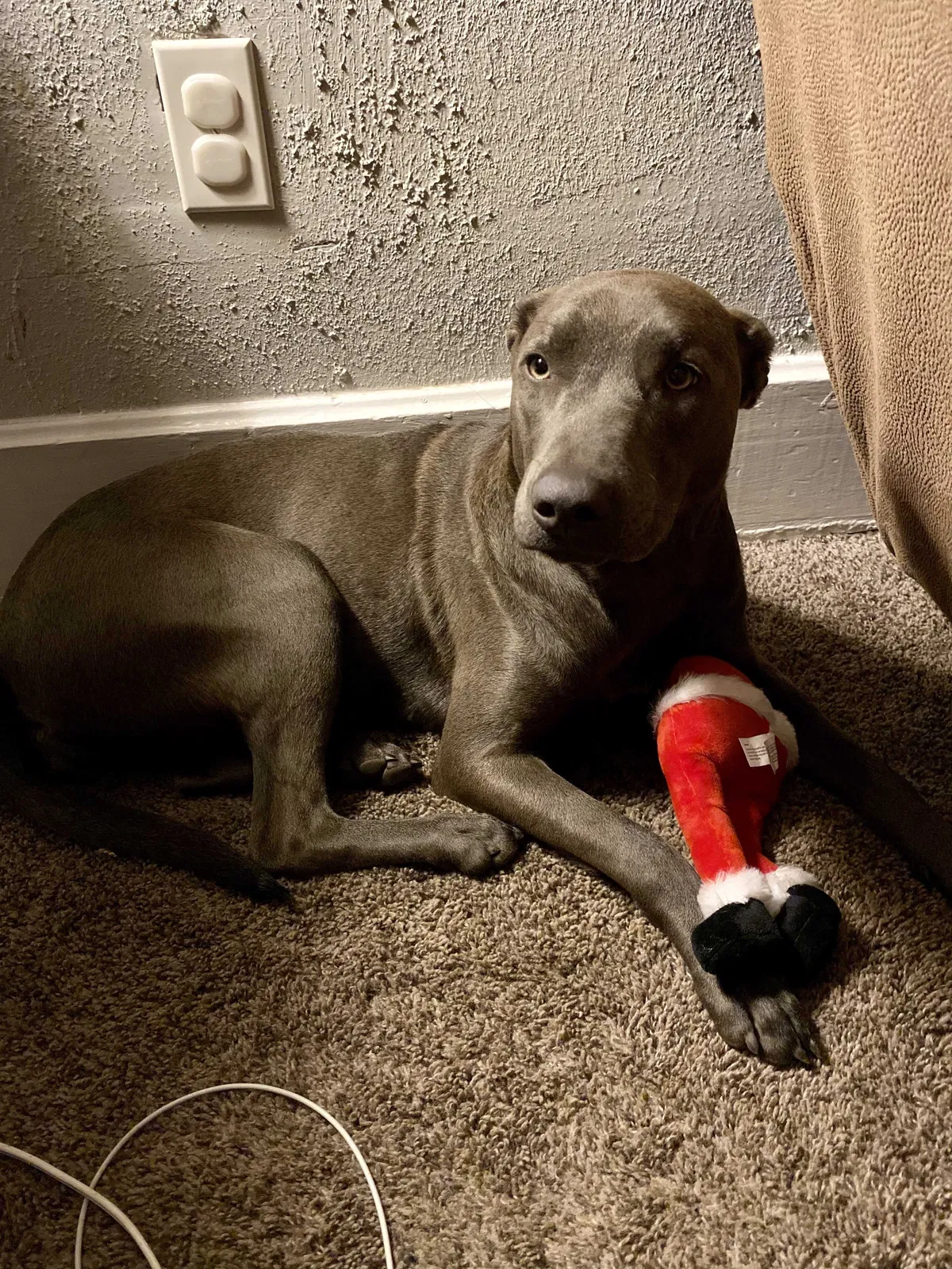 Lost dog in Terre Haute, IN, 47802
