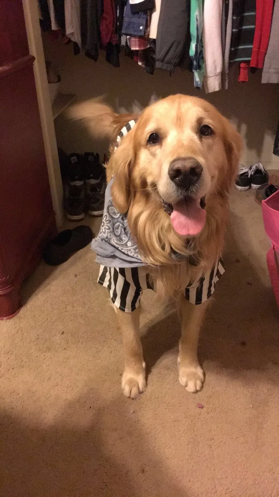 Lost dog in Fresno, CA, 93711