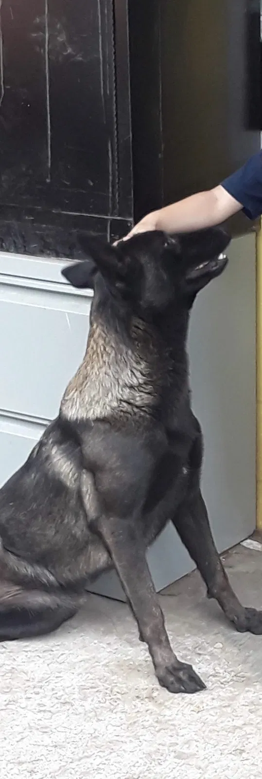 Lost dog in Chula Vista, CA, 91910