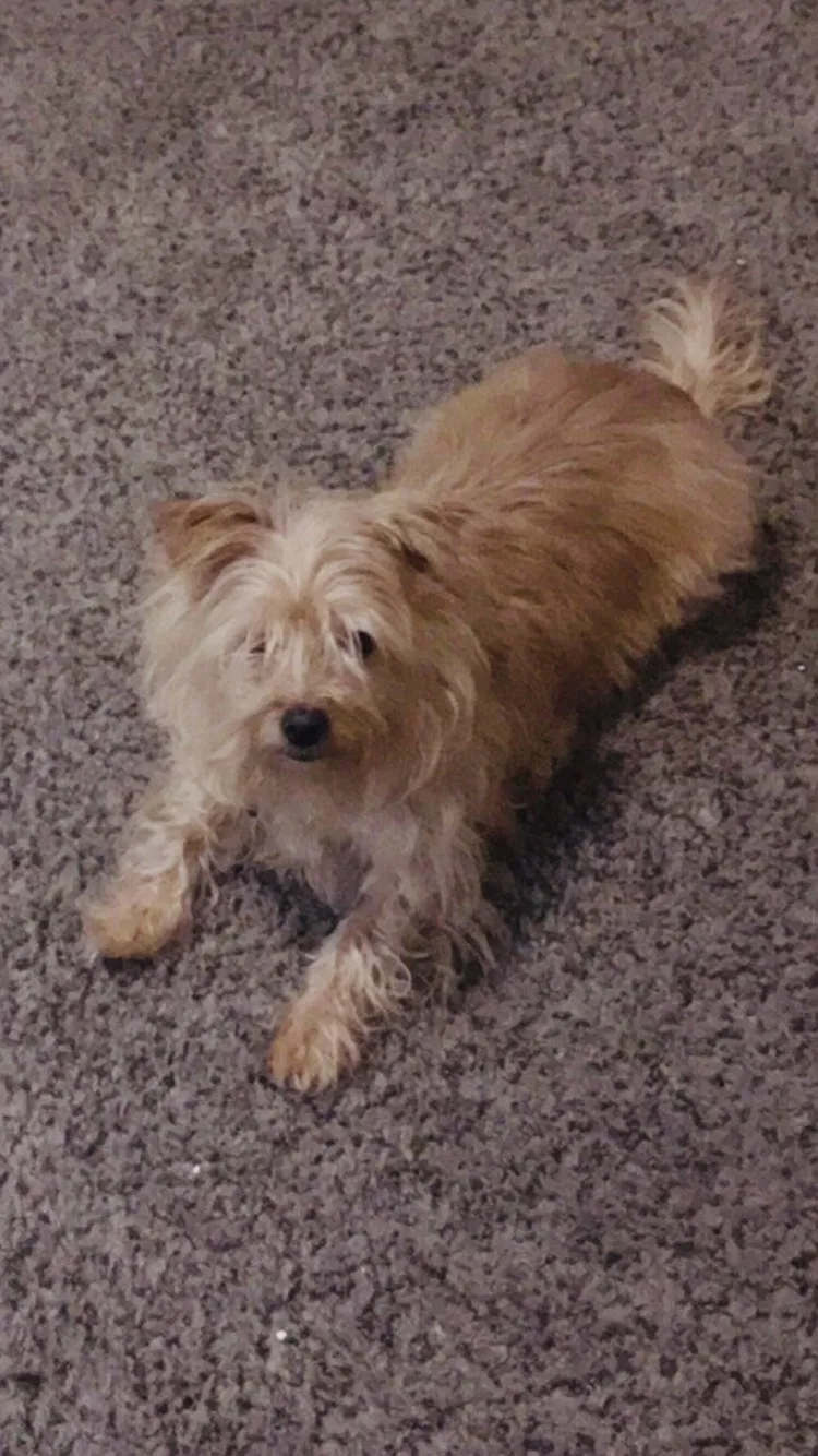Lost dog in Fort Wayne, IN, 46804