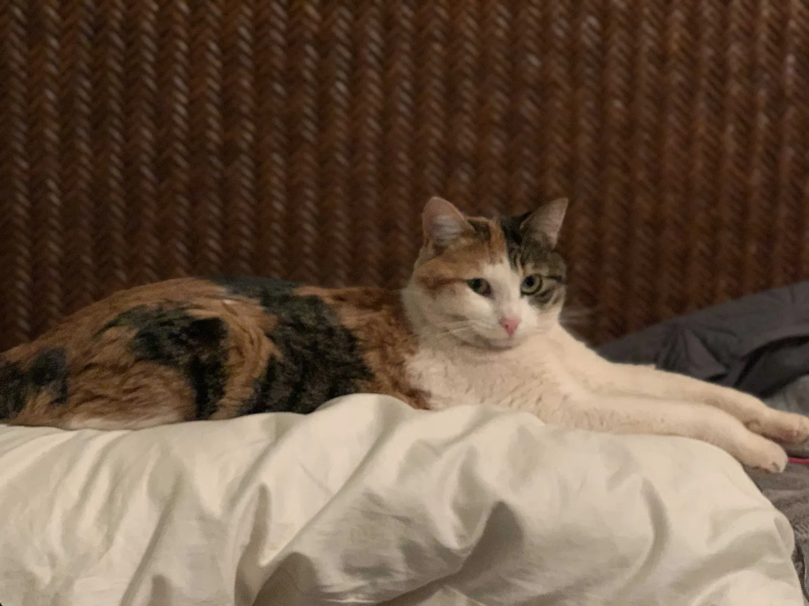 Lost cat in Manitou Springs, CO, 80829