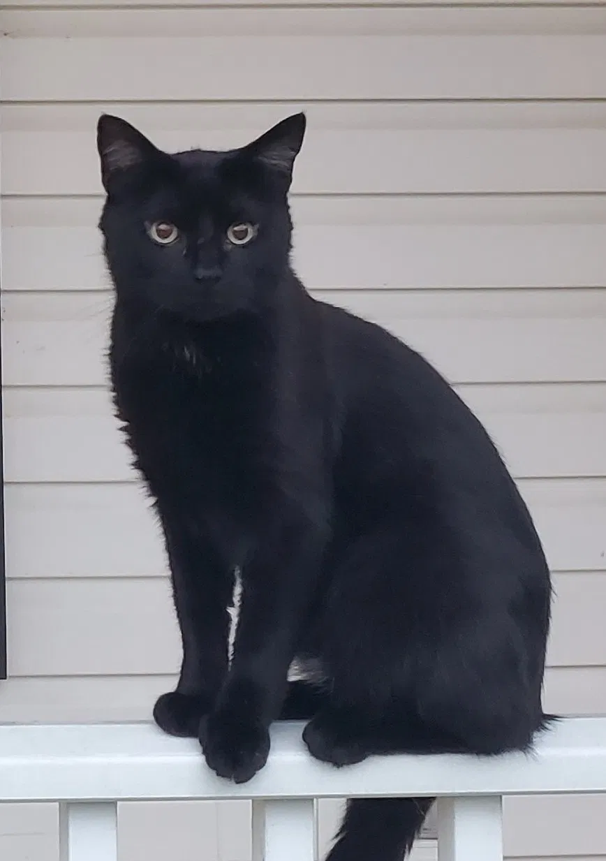 Lost cat in Orrtanna, PA, 17353