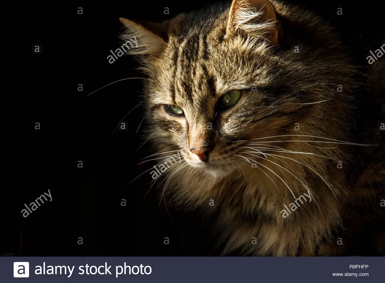 Lost cat in Morgantown, WV, 26505