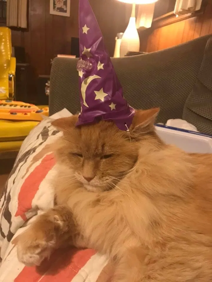 Lost cat in Roanoke, VA, 24018