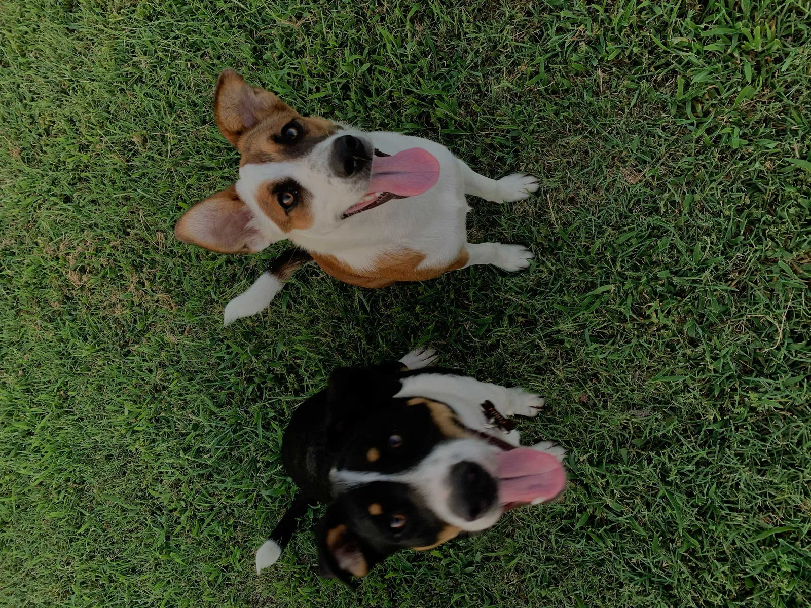 Lost dog in Burleson, TX, 76028