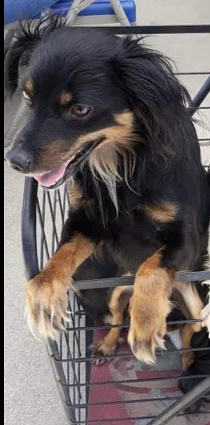 Lost dog in Hawthorne, CA, 90250
