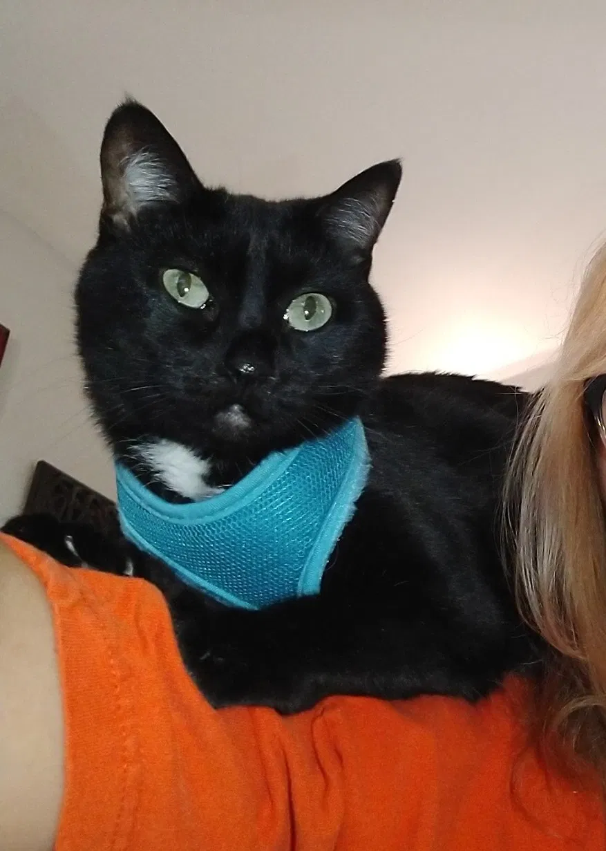 Lost cat in Trabuco Canyon, CA, 92679