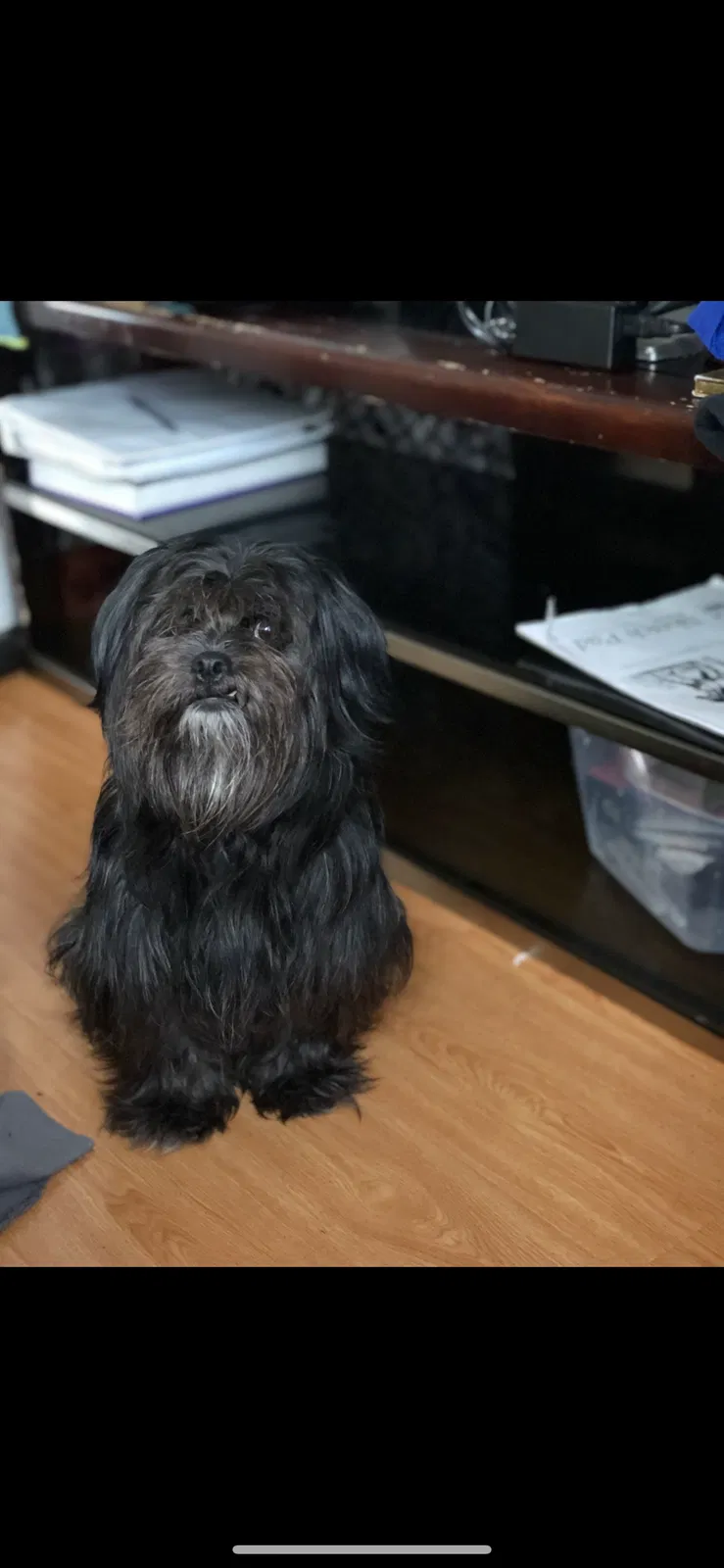 Lost dog in Los Angeles, CA, 90022