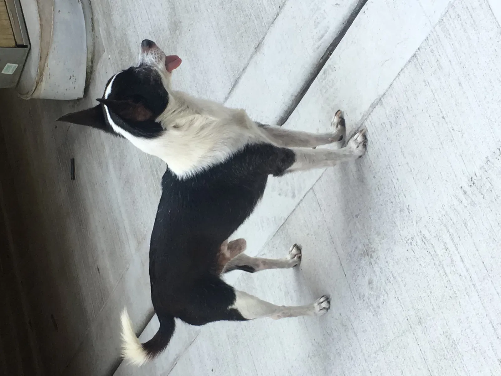 Lost dog in Chicago, IL, 60638