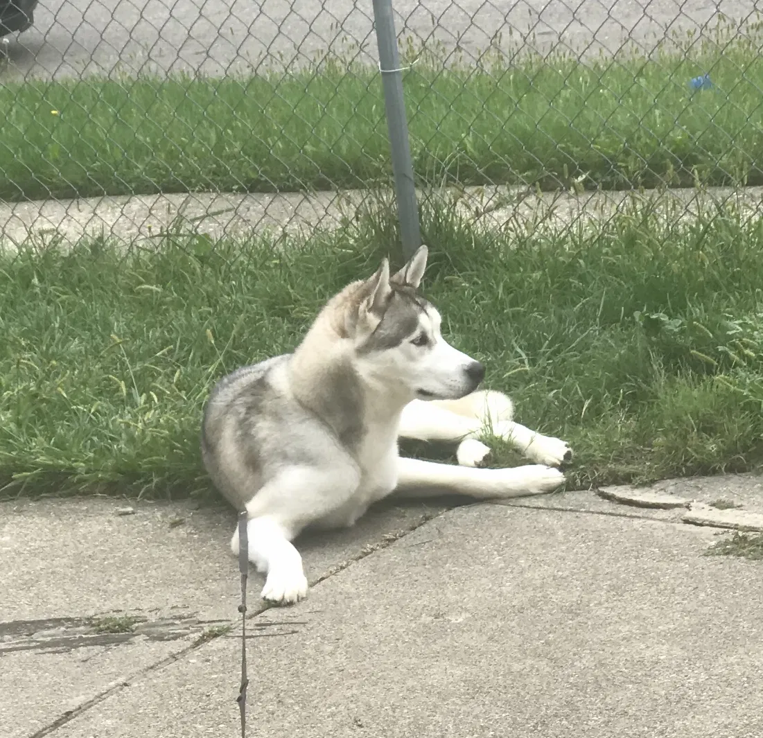 Lost dog in Detroit, MI, 48235