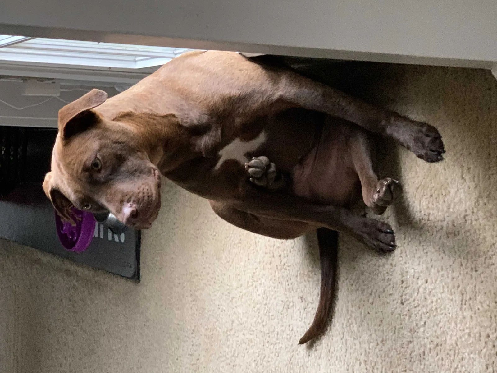 Lost dog in Ellenwood, GA, 30294