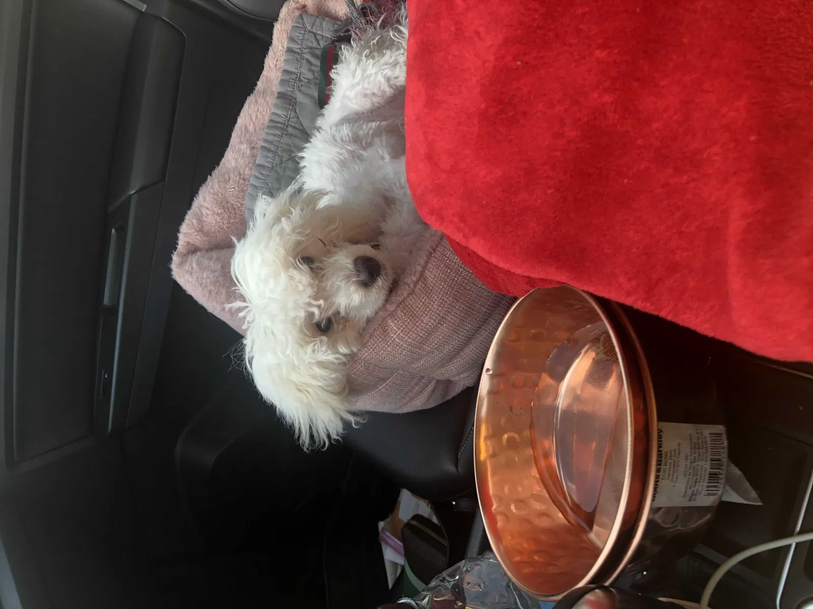 Lost dog in Douglasville, GA, 30133