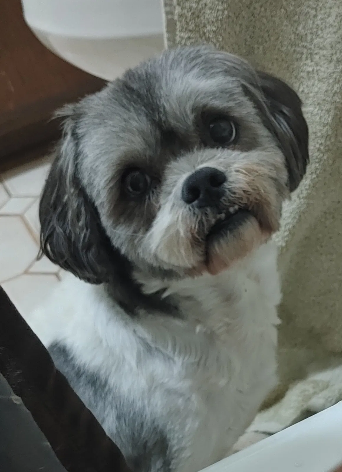Lost dog in Concord, NC, 28025