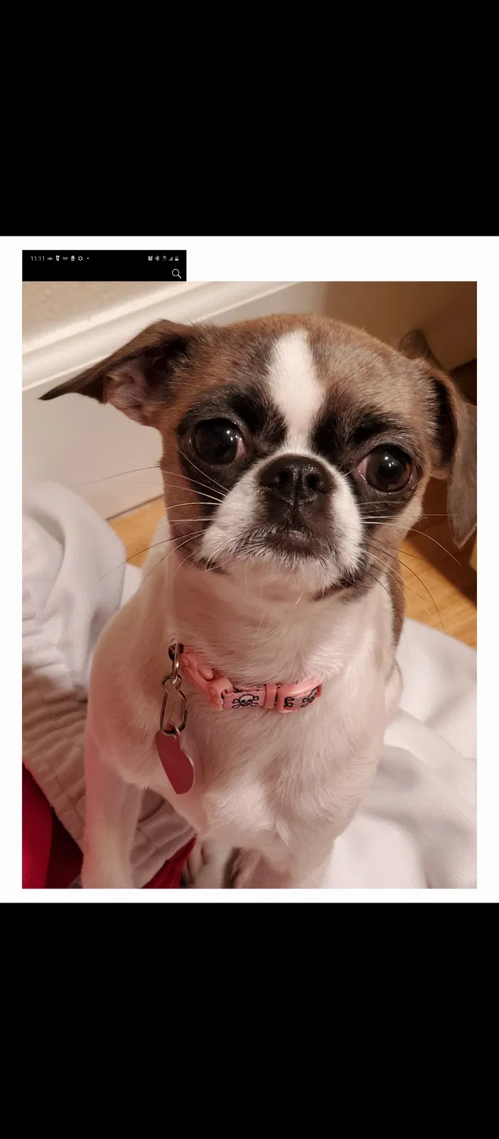 Lost dog in Seattle, WA, 98168