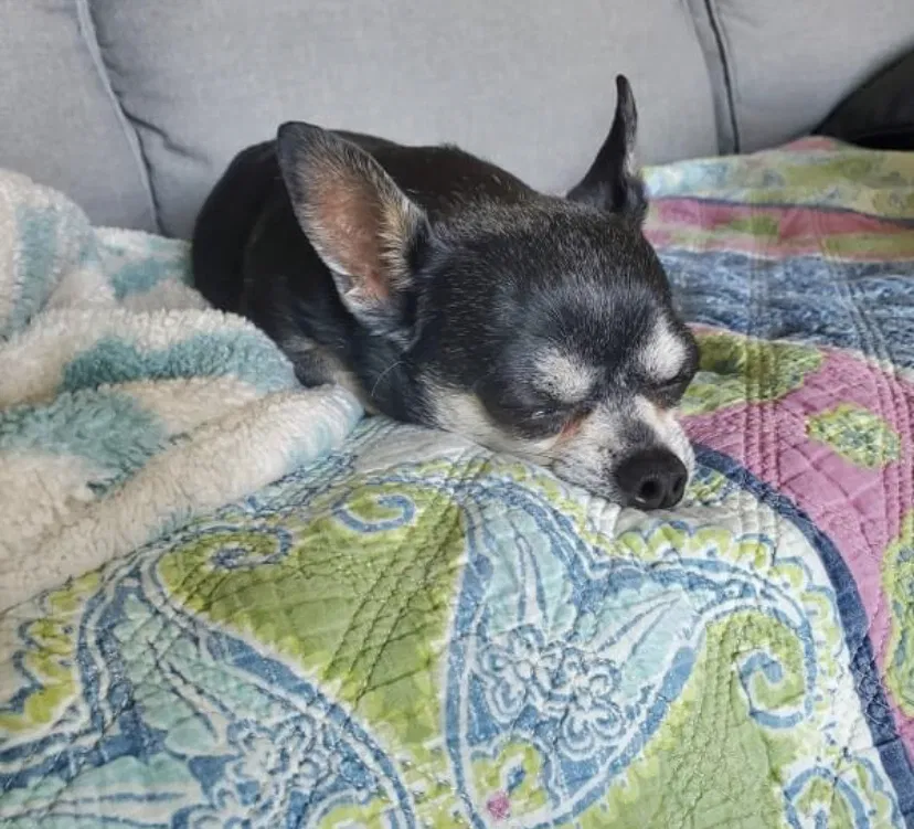 Lost dog in Round Rock, TX, 78665