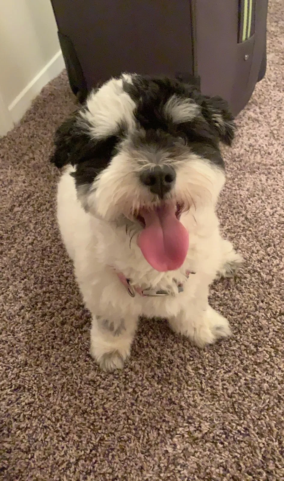 Lost dog in Memphis, TN, 38118