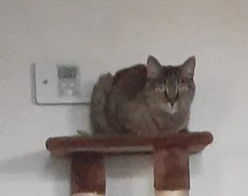 Lost cat in Fullerton, CA, 92835