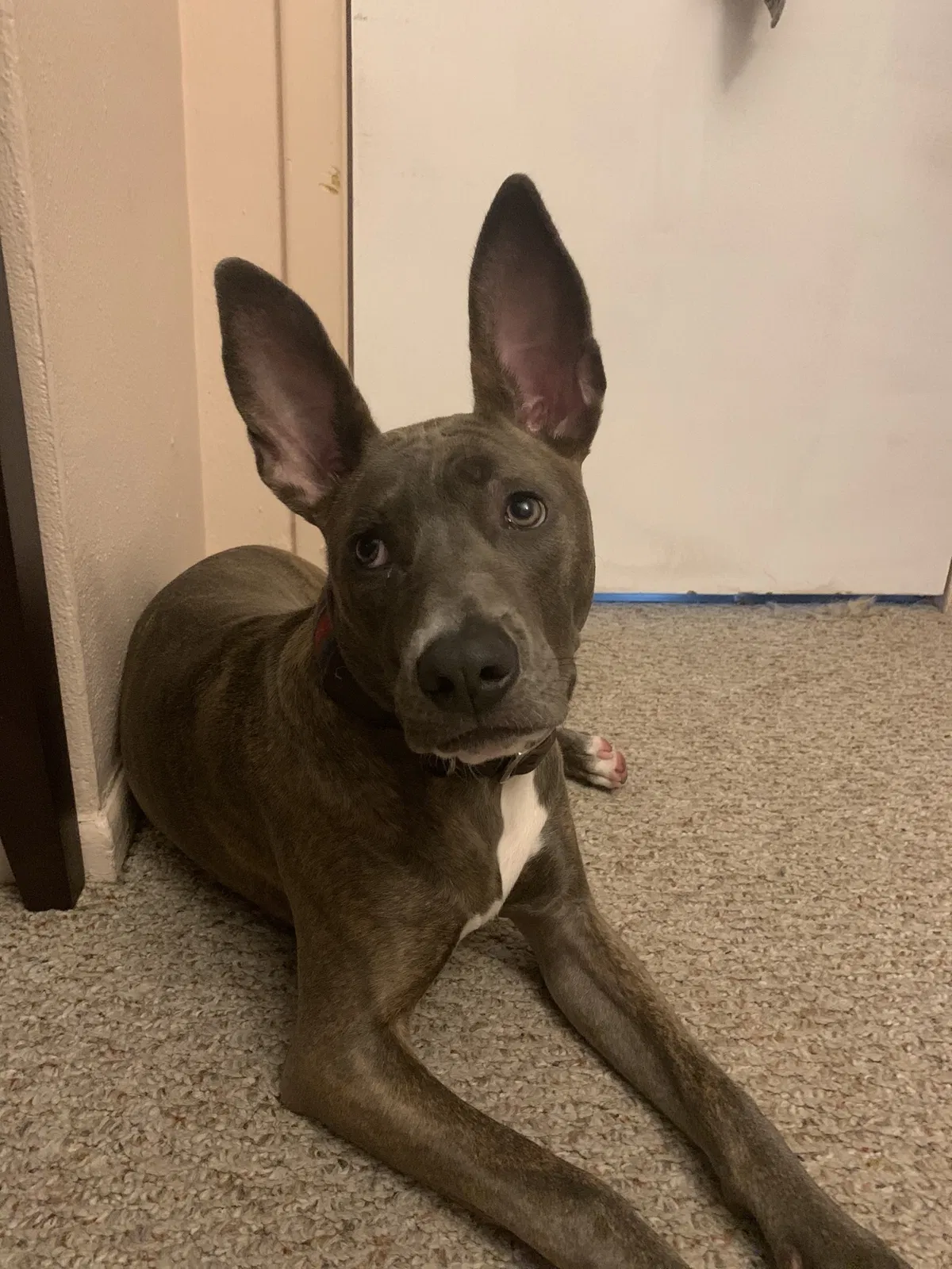 Lost dog in Madison Heights, MI, 48071