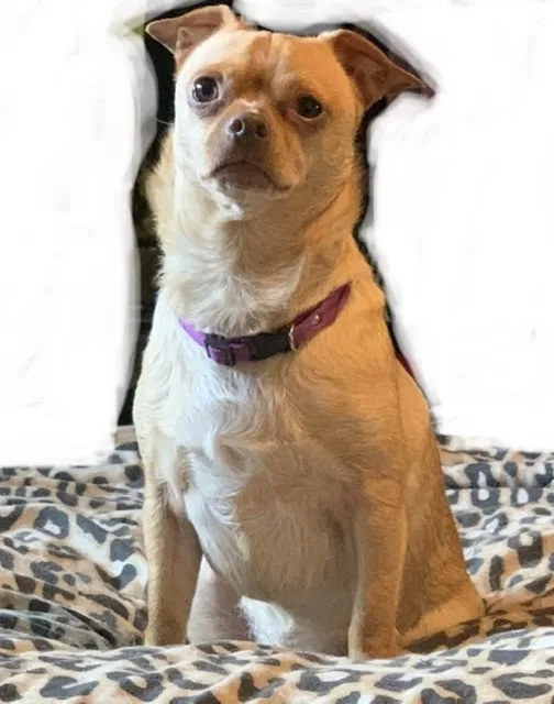 Lost dog in Portland, OR, 97222