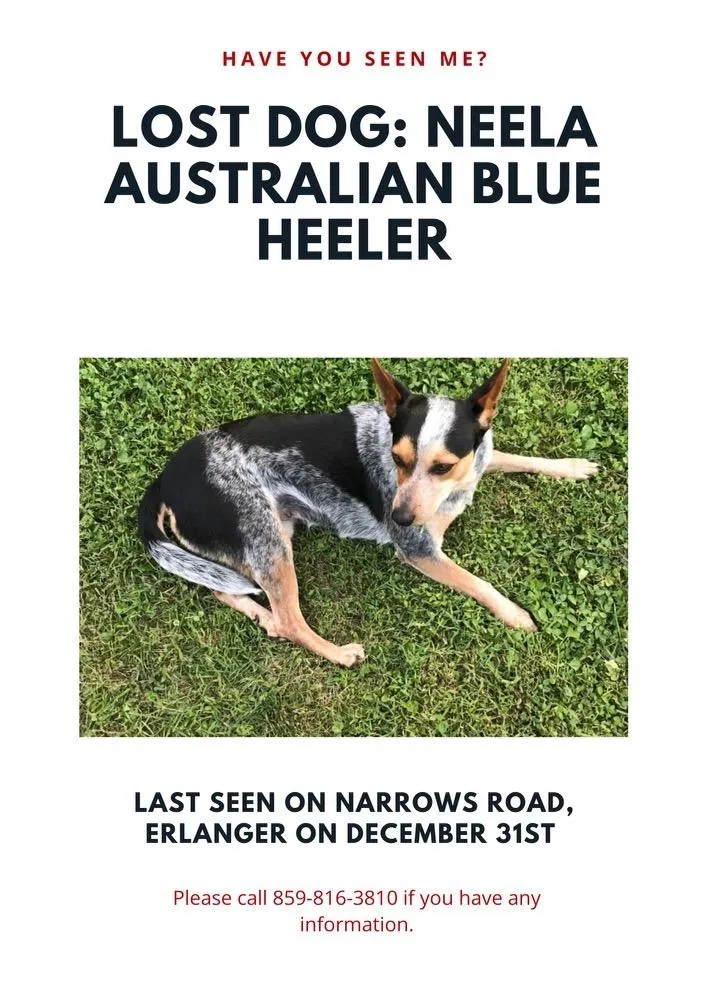 Lost dog in Erlanger, KY, 41018