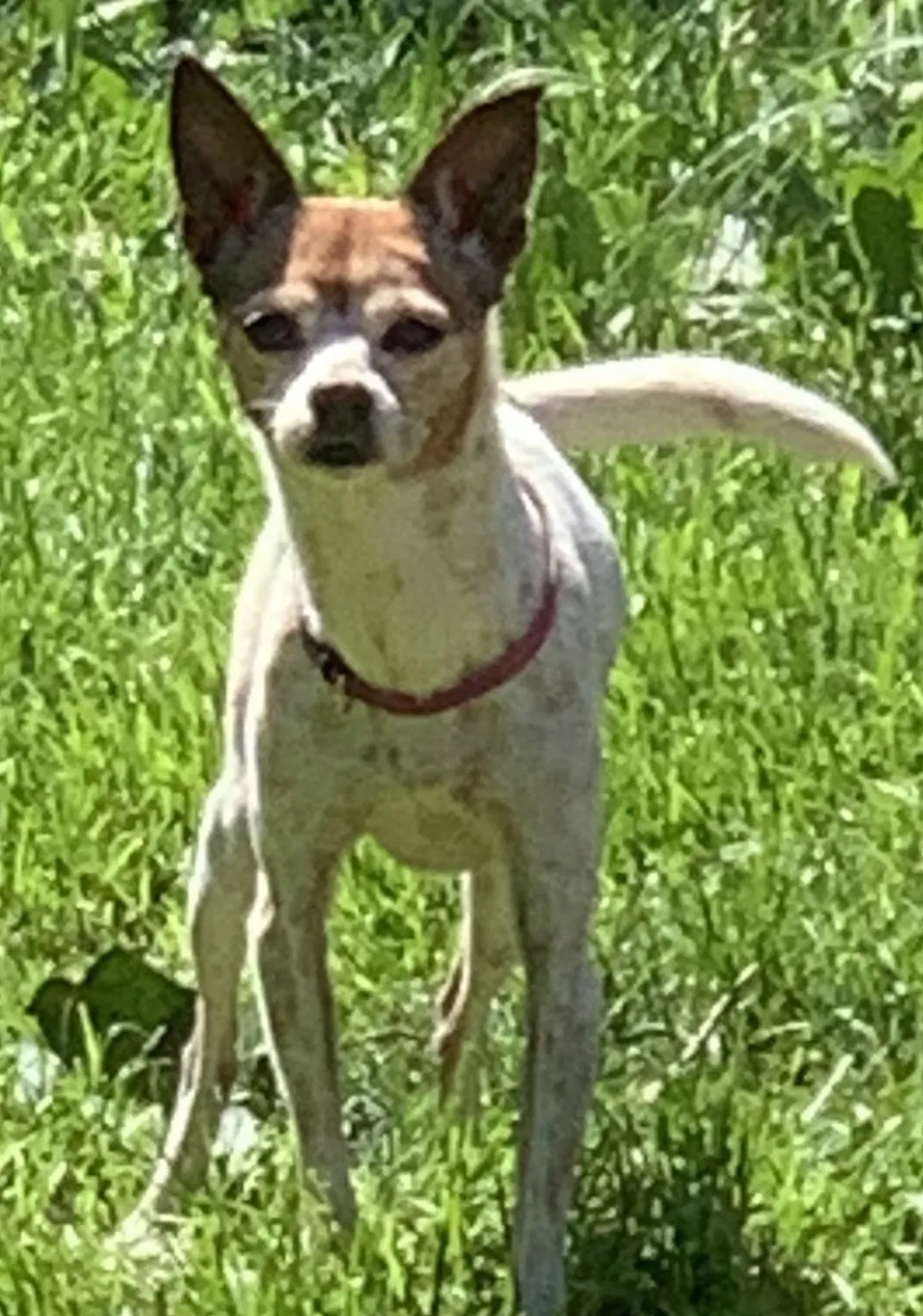 Lost dog in Portland, OR, 97222