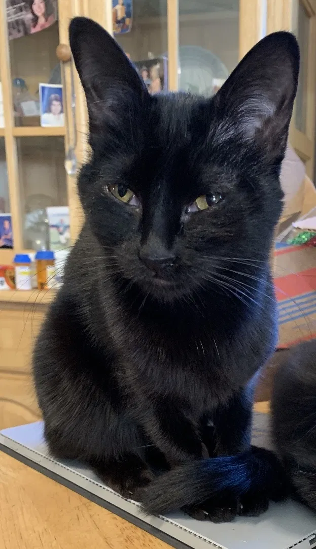 Lost cat in Fort Worth, TX, 76135