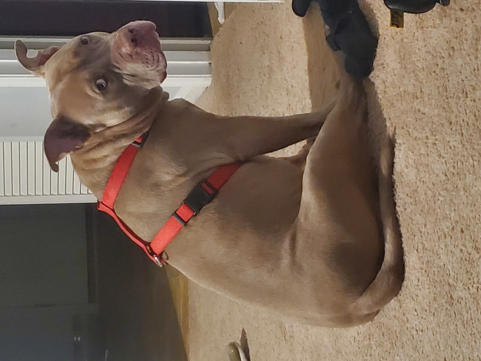 Lost dog in Raleigh, NC, 27609