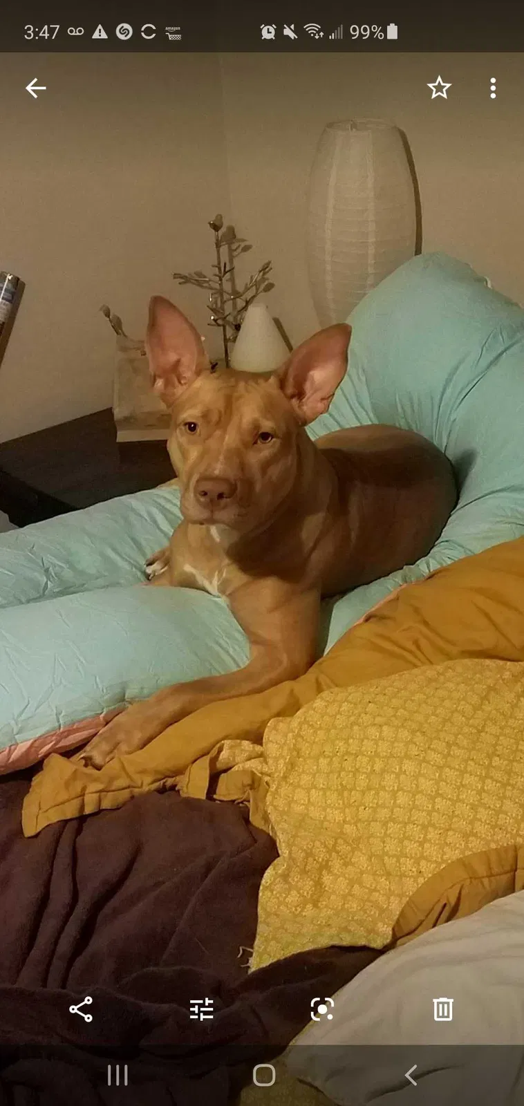 Lost dog in Slidell, LA, 70460