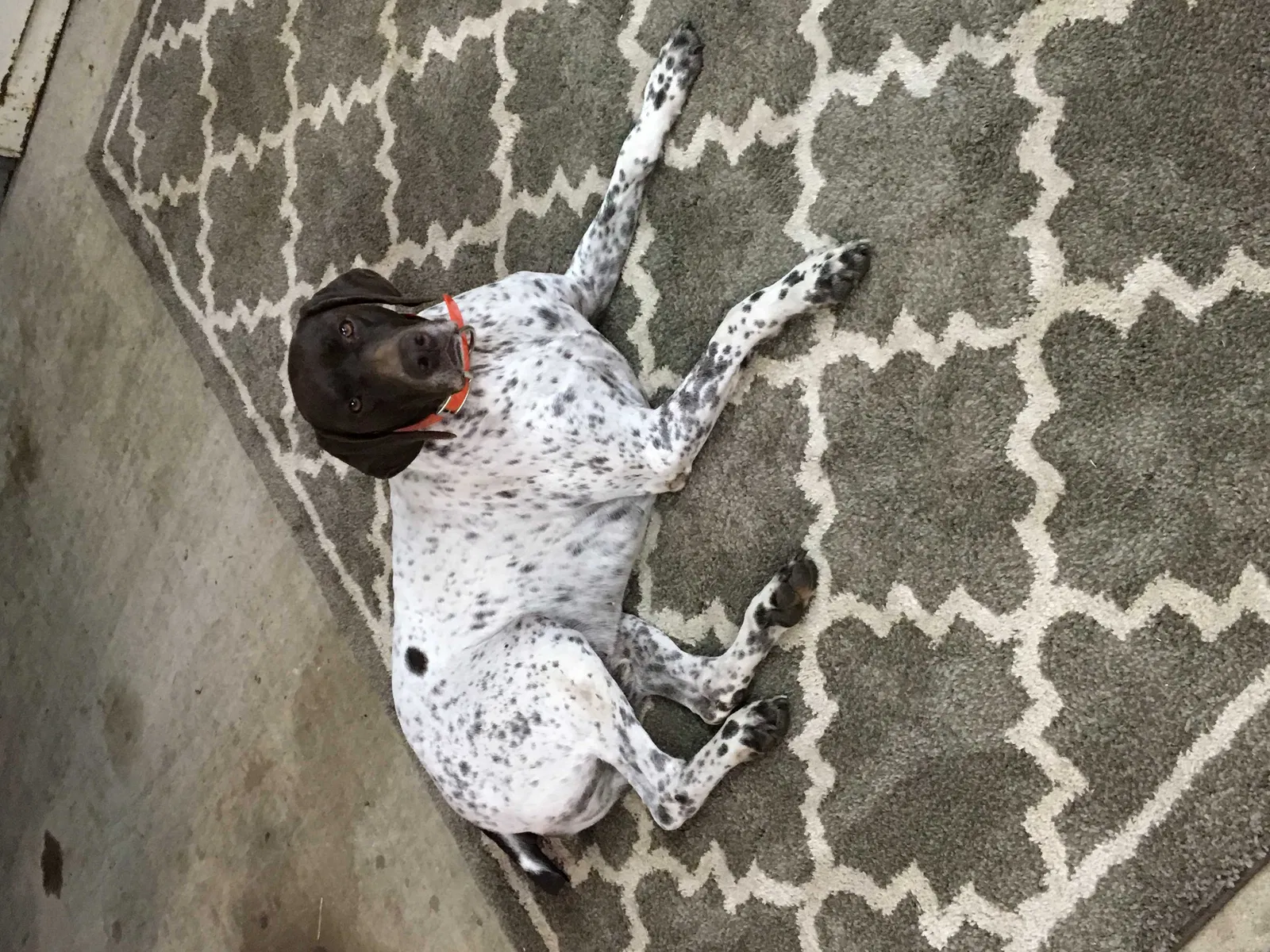 Lost dog in Tulsa, OK, 74107