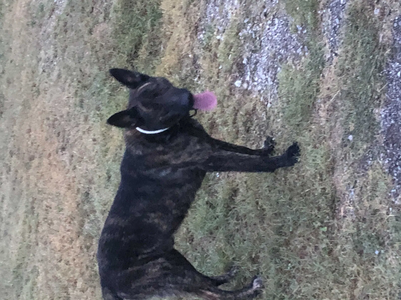 Lost dog in Mounds, OK, 74047