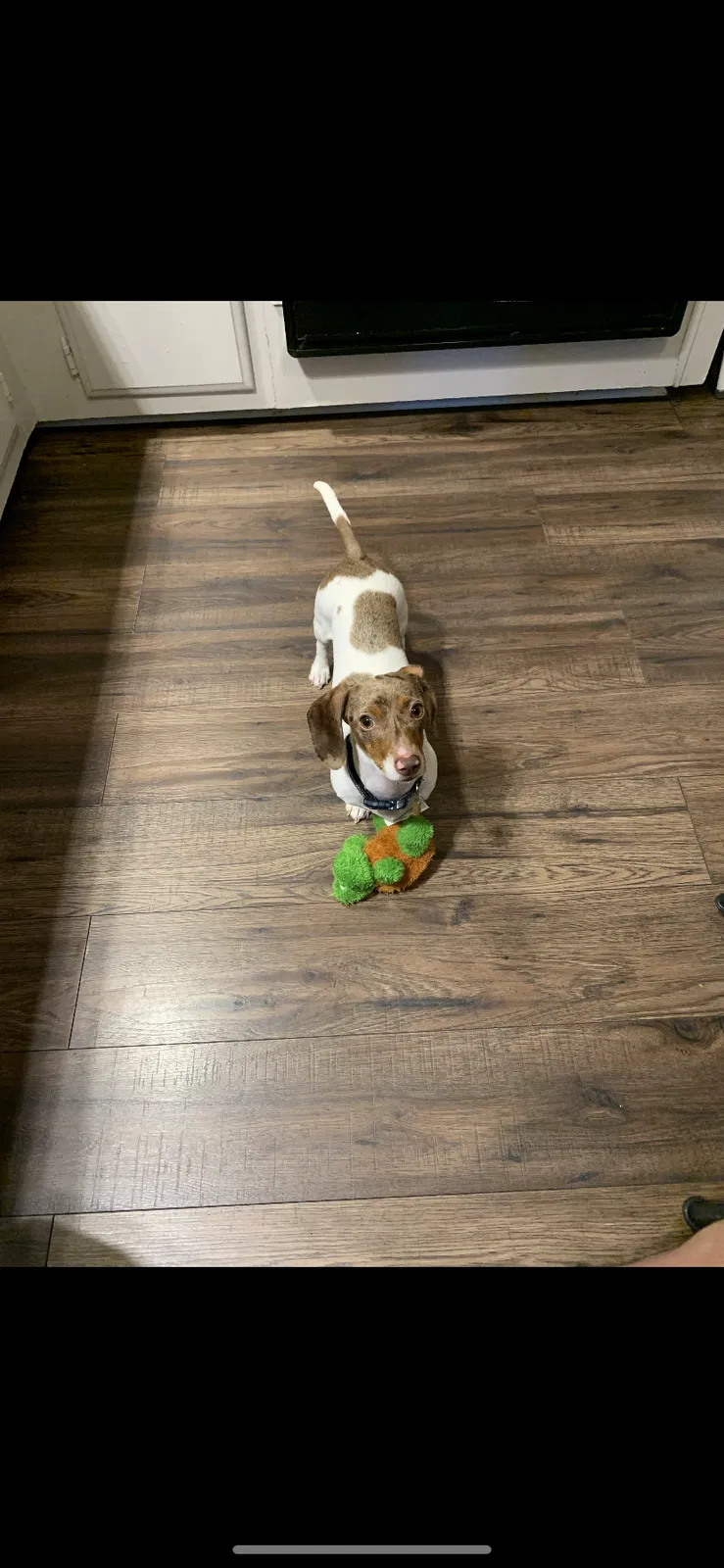 Lost dog in Browns Summit, NC, 27214