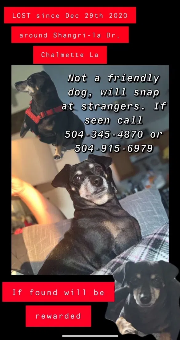 Lost dog in Chalmette, LA, 70043