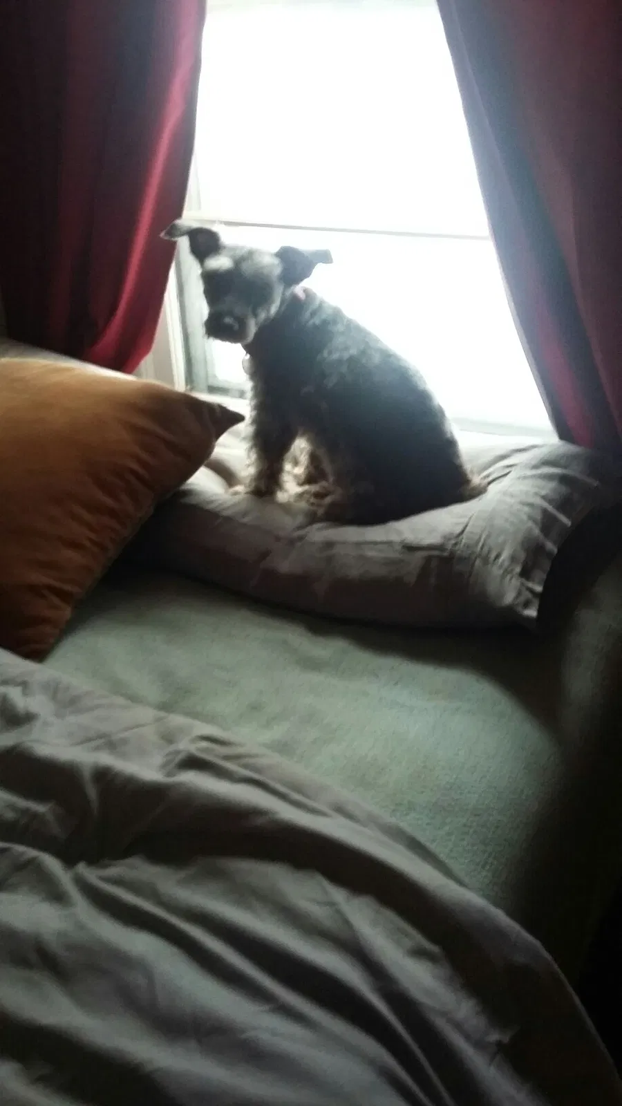 Lost dog in Tulsa, OK, 74135
