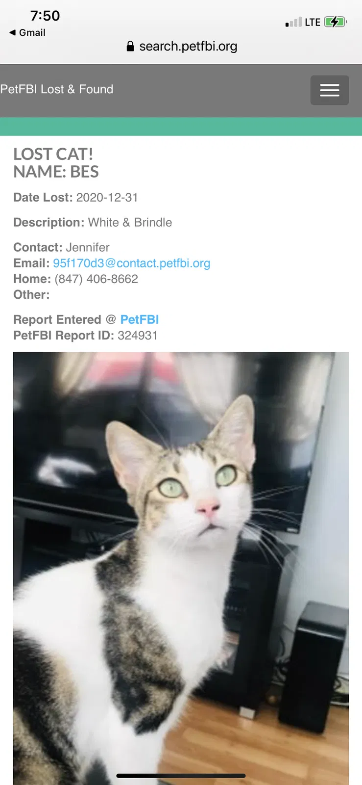 Lost cat in Chicago, IL, 60649