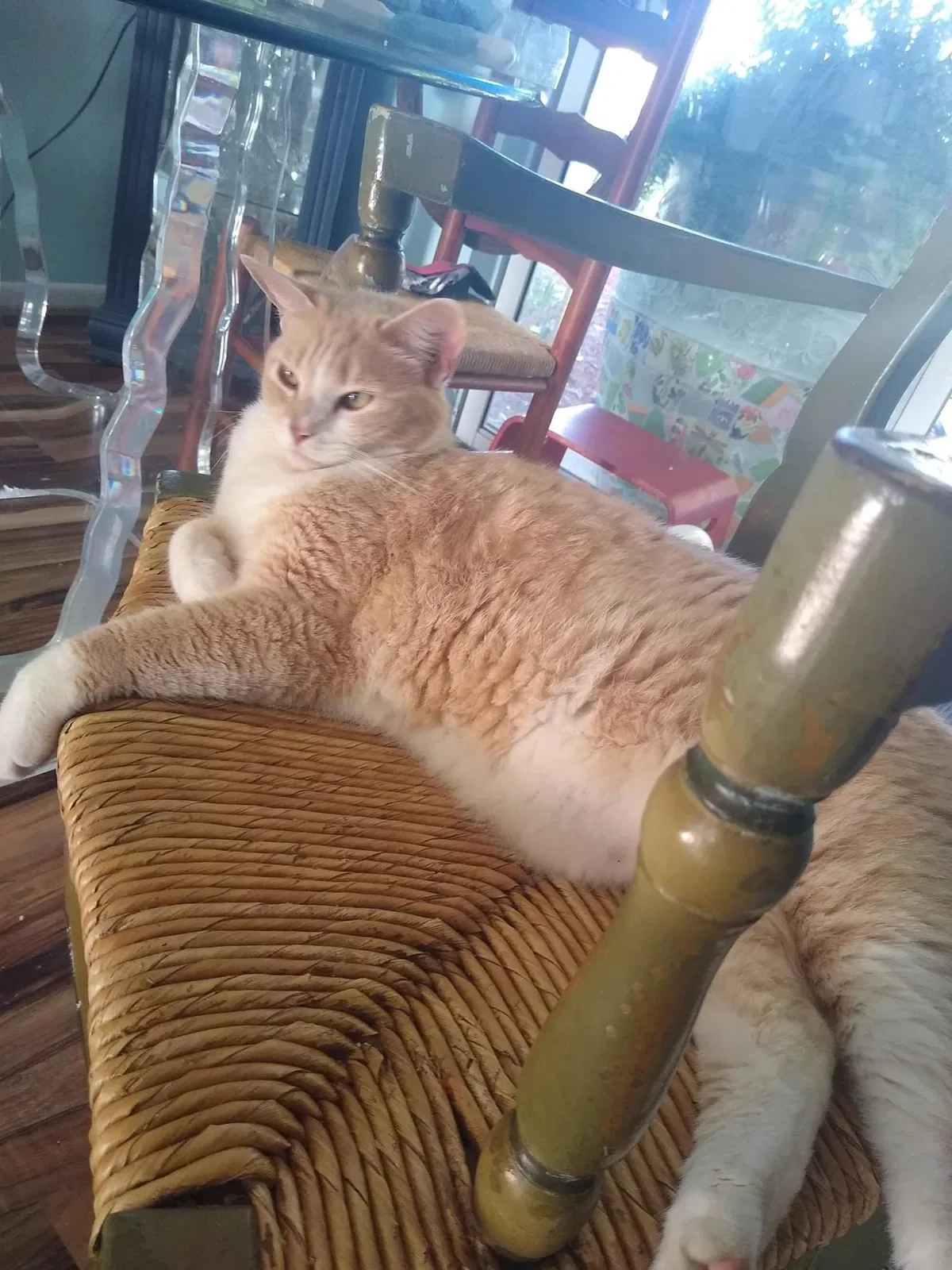 Lost cat in Palm Bay, FL, 32907