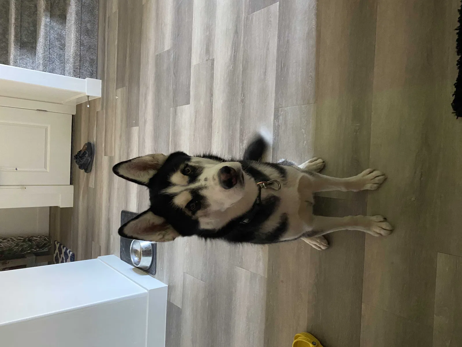 Found dog in Saint George, UT, 84790