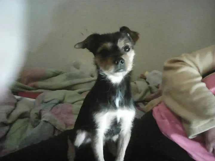 Lost dog in Saint Paul, MN, 55117
