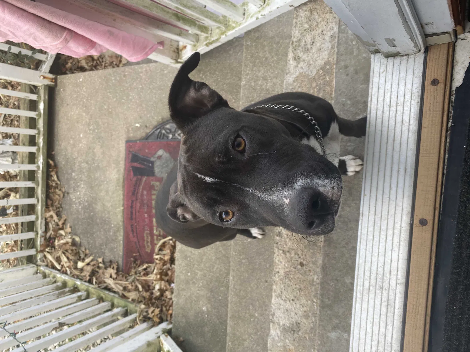 Lost dog in Holland, MI, 49424