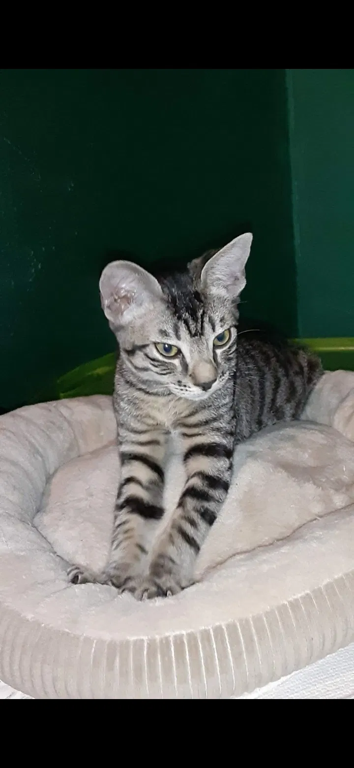 Lost cat in Spring Valley, CA, 91977