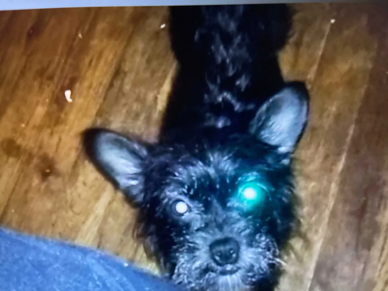 Lost dog in Enid, OK, 73703