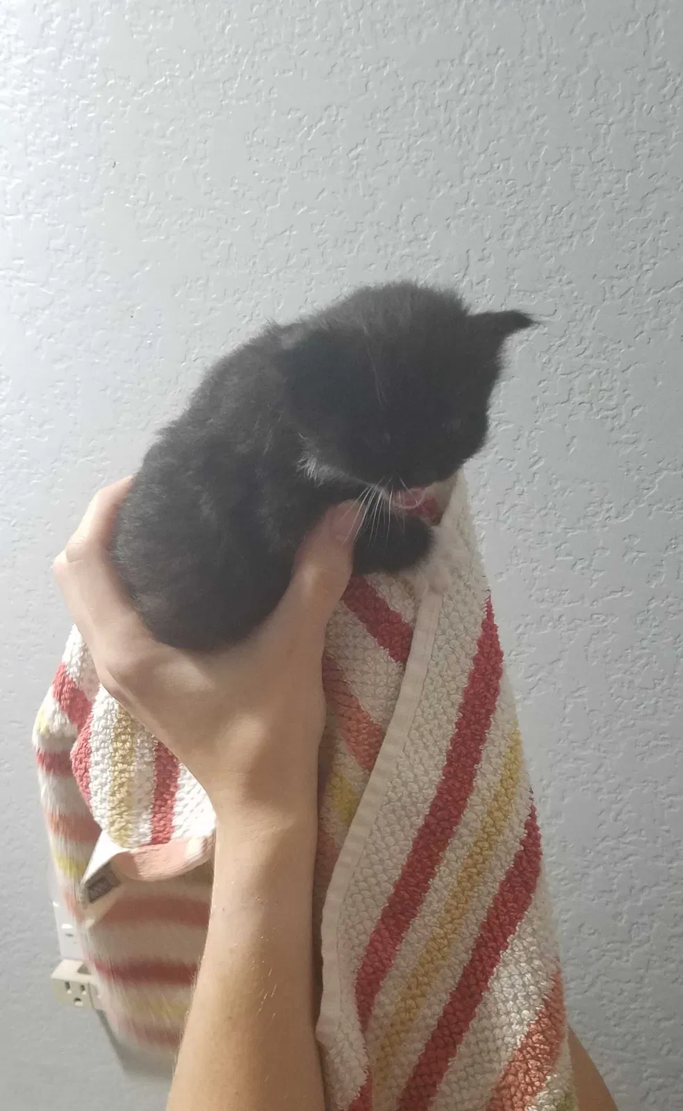 Found cat in Dallas, TX, 75212